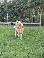 Mini-paardje, Dieren en Toebehoren, Hengst