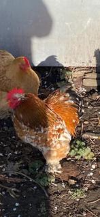 Cochinhaan ruilen, Dieren en Toebehoren, Pluimvee, Mannelijk, Kip