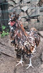 Broedeieren van Padua