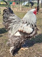 Prachtige brahma hanen meerzomig blauwzilverpatrijs, Dieren en Toebehoren, Pluimvee