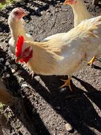 Mooie jonge haan, Animaux & Accessoires, Volatiles, Mâle, Poule ou poulet