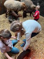 Ardense voskop lammeren, Plusieurs animaux, Mouton, 0 à 2 ans