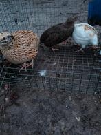 Japanse kwartels, Dieren en Toebehoren, Pluimvee, Mannelijk, Overige soorten