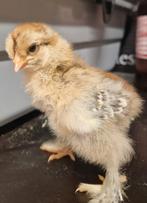 Brahma Goudpatrijs, Dieren en Toebehoren