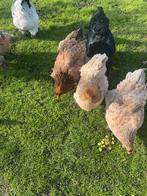 Brahma broedeieren, Meerdere dieren, Kip