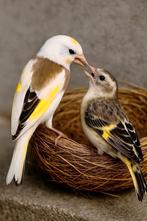 Je cherche un chardonneret mâle tête blanc 2026, Mâle