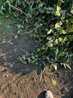 Laurier pour la cuisine, Enlèvement, Laurier