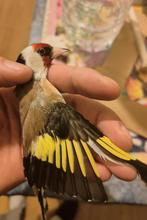 Mal parva bon siffleur