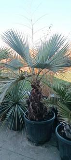 Brahea armata  palm, Tuin en Terras, Ophalen