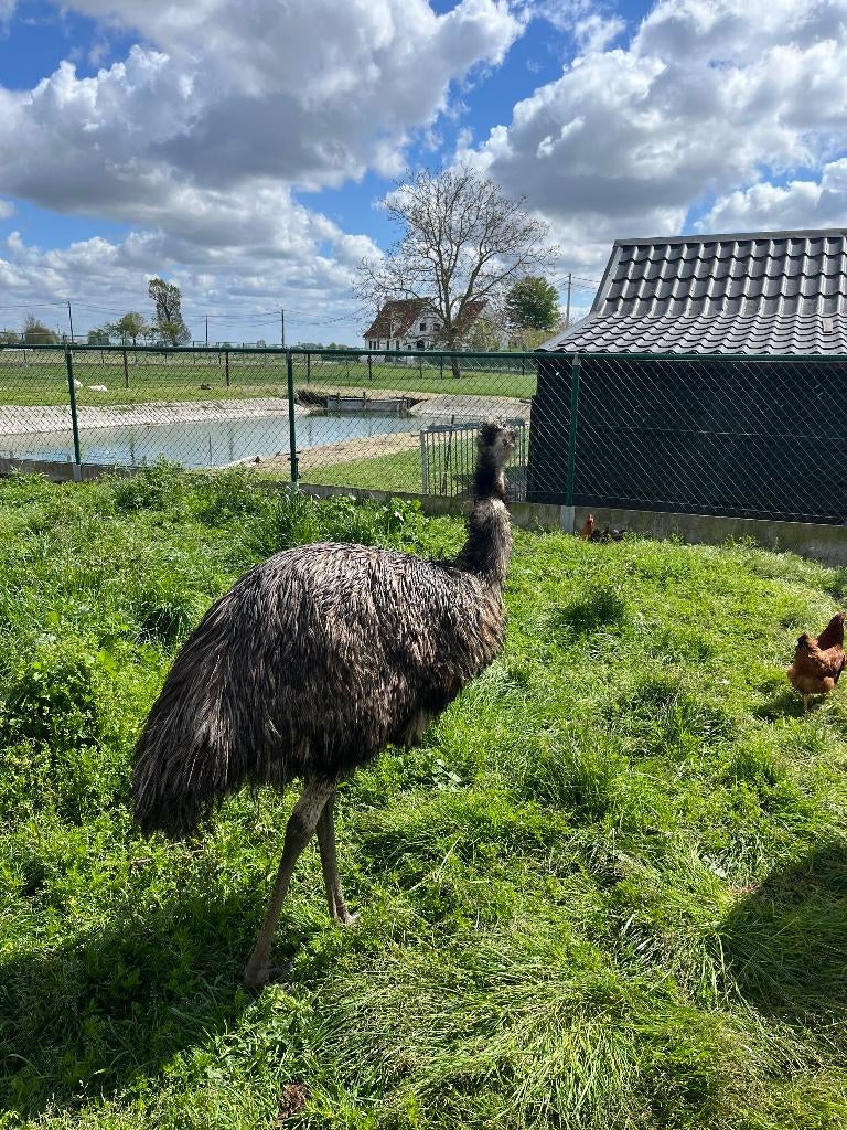 Emoe's te koop, Dieren en Toebehoren, Vogels | Overige Vogels, Meerdere dieren, Tam
