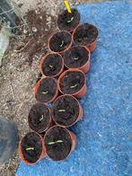 Jonge tomatenplantjes verschillende speciale soorten, Jardin & Terrasse, Plantes | Jardin, Annuelle, Été, Enlèvement, Plantes potagères