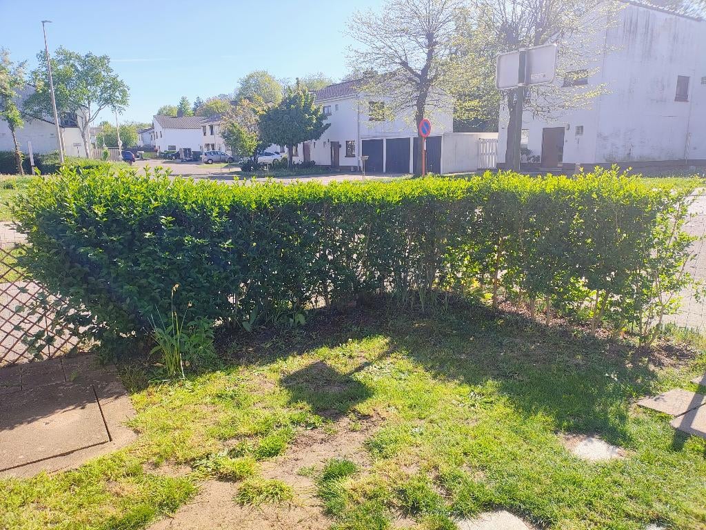 Sierstruiken, Tuin en Terras, Ophalen, Haag