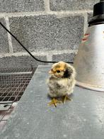 Marans kuikentjes, Geslacht onbekend, Kip