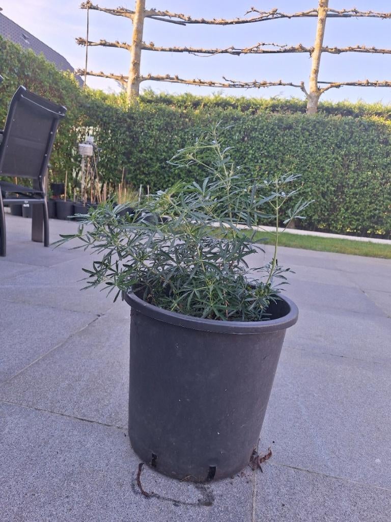 choisya ternata-fijn blad, Vaste plant, Halfschaduw, Zomer, Ophalen