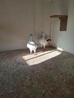 italiaanse meeuwtjes