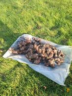 Canna indica, Jardin & Terrasse, Enlèvement