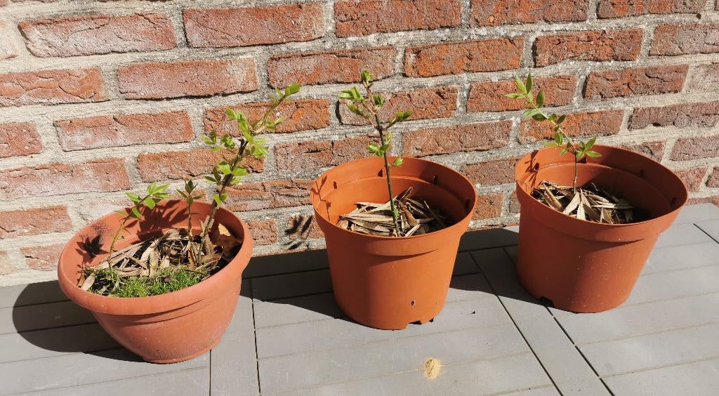 kardinaal boompjes, Ophalen