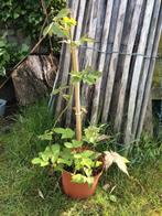 doornloze braambes struik, Ophalen, Overige soorten, Struik, 100 tot 250 cm