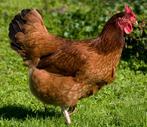 Legkippen 2025 2026, Dieren en Toebehoren, Pluimvee, Vrouwelijk, Kip
