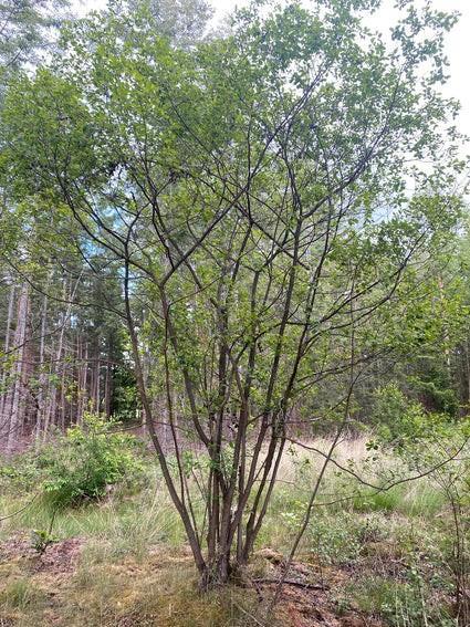 Rhamnus frangula, Tuin en Terras, Planten | Bomen, Halfschaduw, Ophalen