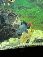 Grote aquariumvissen, Vis, Zoetwatervis