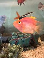 Papegaai cichlide / Parrot Cichlid, Dieren en Toebehoren