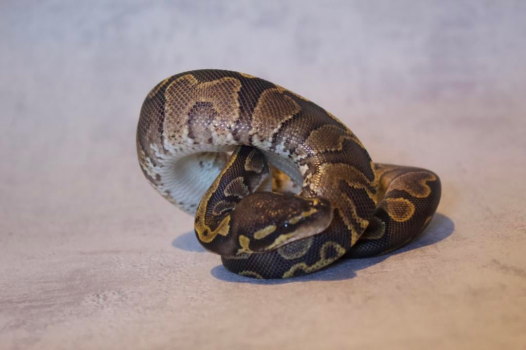 0.1 GHI / Phantom / Black head j’accepte échange, Animaux & Accessoires, Reptiles & Amphibiens, Serpent, Domestique, 0 à 2 ans