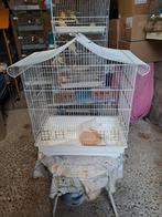 Cage oiseaux, Enlèvement