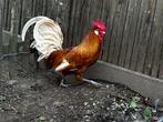 Friese hoen haan, Dieren en Toebehoren, Pluimvee, Mannelijk, Overige soorten