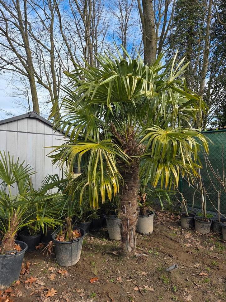 Palmboom trachycarpus fortunei 1m70 stam, Tuin en Terras, Bloembollen en Zaden, Ophalen