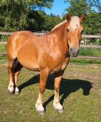 Poney Sweet D à vendre, Vermifugé, Hongre, Débourré, Moins de 160 cm
