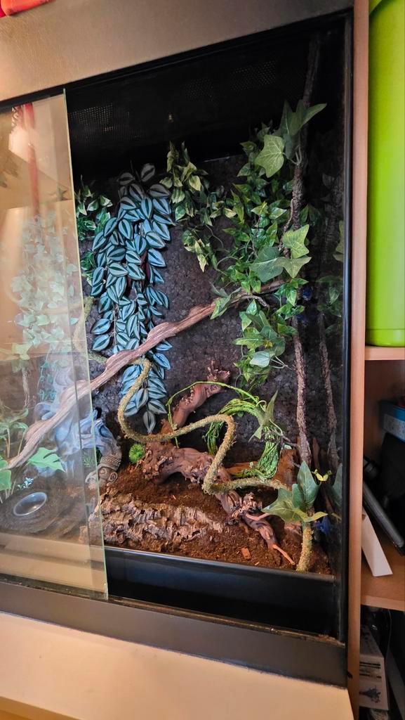 Grand terrarium sans lampe, Animaux & Accessoires, Reptiles & Amphibiens | Accessoires, Enlèvement