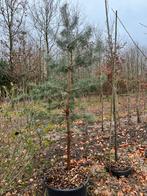 Grove den of Pinus Nigra in pot, Tuin en Terras, Planten | Bomen, Ophalen, In pot