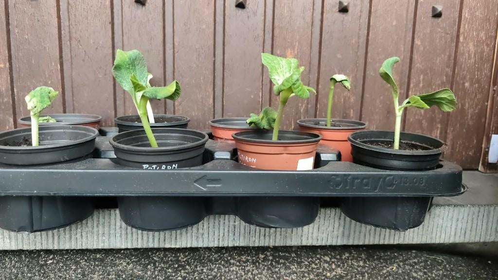 AV. DIVERS PLANTES DE LEGUMES, Jardin & Terrasse, Enlèvement, Neuf