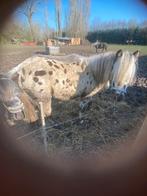 Stamboek ruin, Dieren en Toebehoren, Pony's