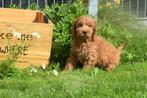 Cockapoo pups uit nest te kiezen, België, 8 tot 15 weken, Meerdere, Meerdere dieren