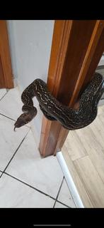 Luipaardboa-slang, Dieren en Toebehoren, Slang