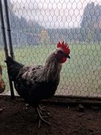 Mooie haantje te koop!, Dieren en Toebehoren, Mannelijk, Kip