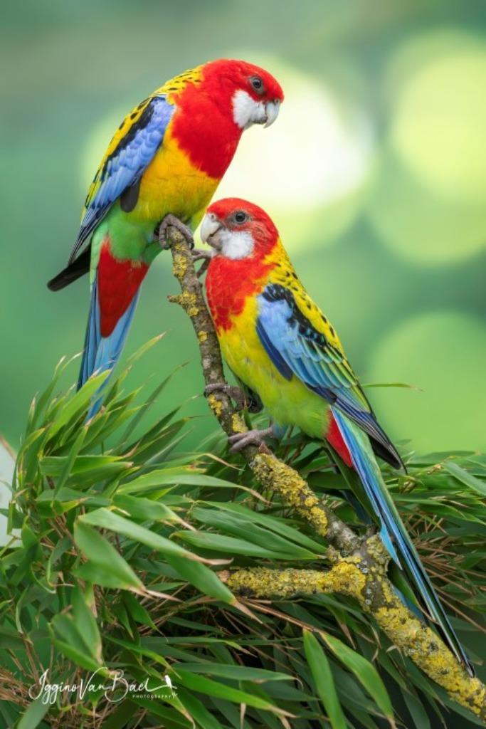 1-1 zuiver wildkleur pracht of goudmantel rosella 25, Dieren en Toebehoren, Vogels | Parkieten en Papegaaien, Parkiet, Meerdere dieren