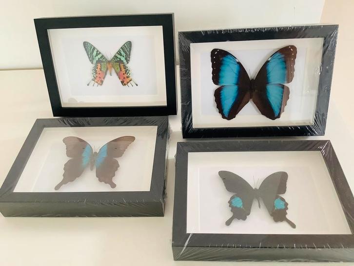 NIEUWE LIJSTEN met exotische VLINDERS, Huis en Inrichting, Woonaccessoires | Lijsten, Nieuw, Ophalen of Verzenden