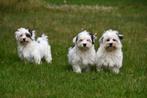 Boomer pups te koop / Malshi pups, 15 weken tot 1 jaar, Overige rassen, Buitenland, CDV (hondenziekte)