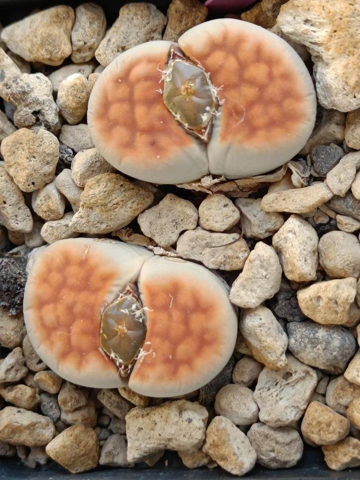 Lithops, pierres vivantes, graines, Jardin & Terrasse, Bulbes & Semences, Graine, Printemps, Plein soleil, Enlèvement ou Envoi