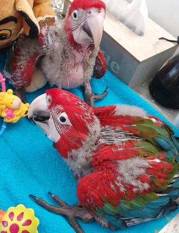 Réservable ! Jeune ara à ailes vertes, Perroquet, Parleur