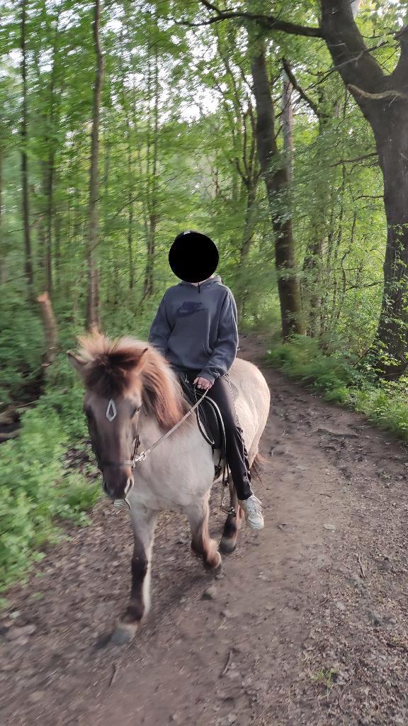 halve stal op Ijslander in Boutersem, Dieren en Toebehoren, Paarden, Merrie, Niet van toepassing, Minder dan 160 cm, 11 jaar of ouder