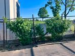 Frambozenstruiken, Tuin en Terras, Ophalen