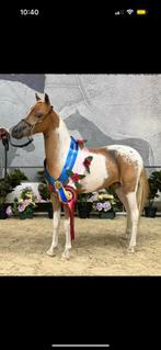 Ter dekking aangeboden !, Étalon