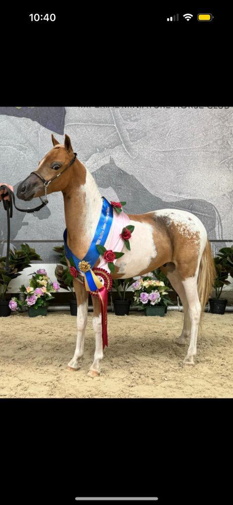 Ter dekking aangeboden !, Animaux & Accessoires, Chevaux & Poneys | Étalons & Juments poulinières, Étalon