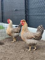 Broedeieren kippen verschillende rassen., Dieren en Toebehoren