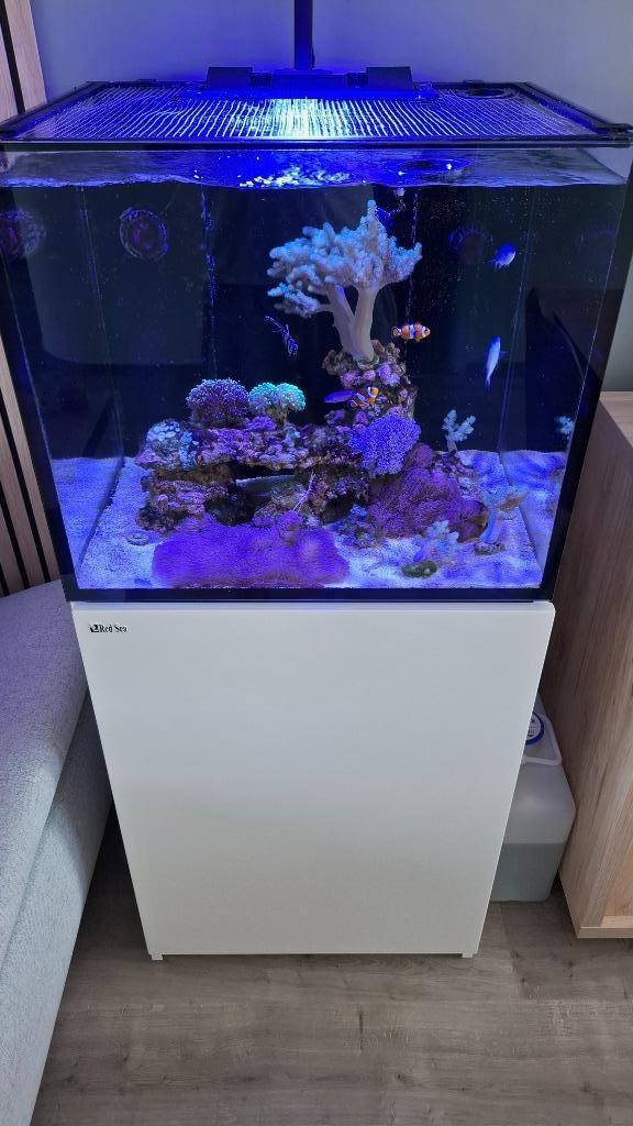 Zeeaquarium Red Sea 170, Animaux & Accessoires, Poissons | Aquariums & Accessoires, Comme neuf, Aquarium d'eau de mer rempli, Enlèvement