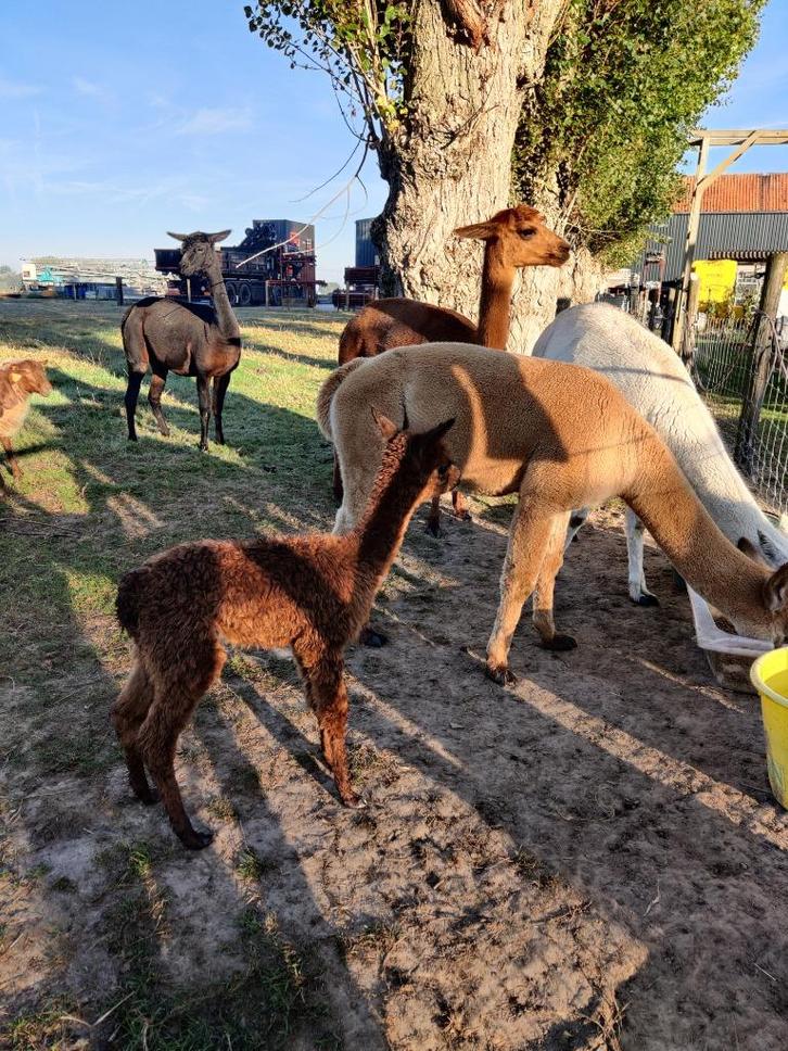 Alpaca Cria ( merrie's ), Dieren en Toebehoren, Overige Dieren, Vrouwelijk, September